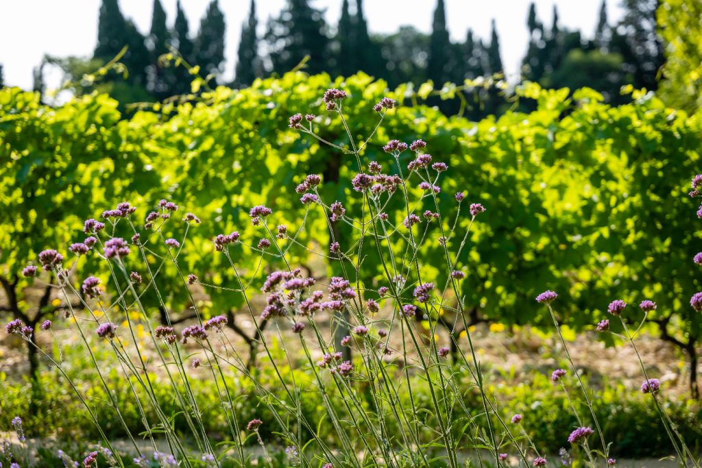 Domaine Le Vallon | Chambres d'hôtes de luxe en Provence